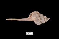 藏品(骨螺)的圖片